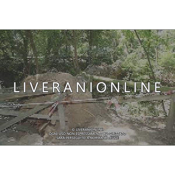 IMOLA 11 06 2022 UN GROSSO ALBERO DI PIOPPO CADUTO QUESTA MATTINA AL PARCO ACQUE MINERALI ©SANNA/AGENZIA ALDO LIVERANI SAS