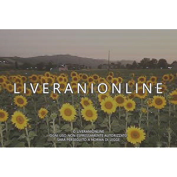 CAMPI DI PIANTE E FIORI DI GIRASOLE 2022 ©SANTANDREA/AGENZIA ALDO LIVERANI SAS