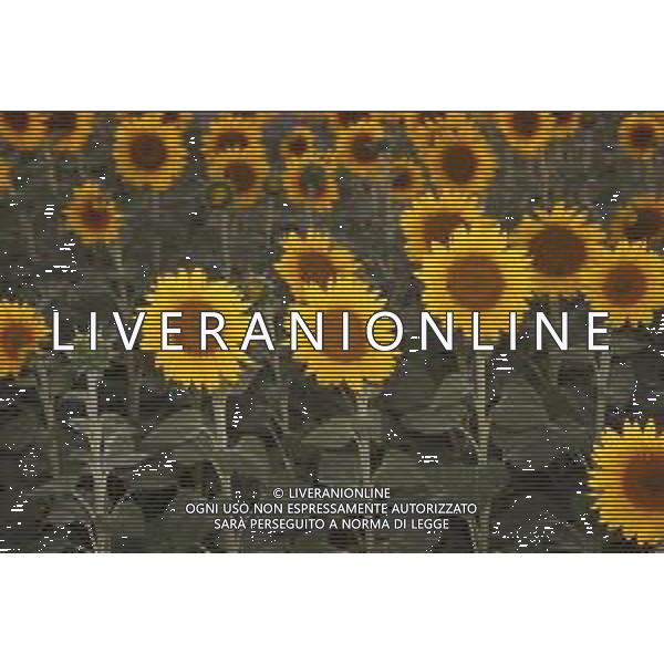 CAMPI DI PIANTE E FIORI DI GIRASOLE 2022 ©SANTANDREA/AGENZIA ALDO LIVERANI SAS