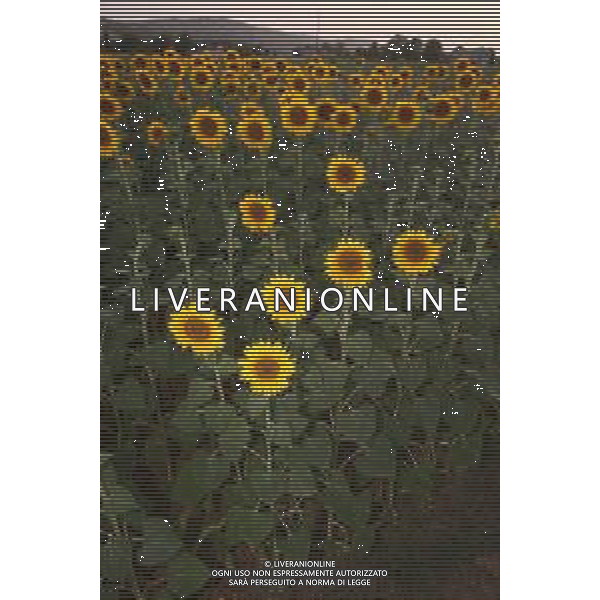 CAMPI DI PIANTE E FIORI DI GIRASOLE 2022 ©SANTANDREA/AGENZIA ALDO LIVERANI SAS