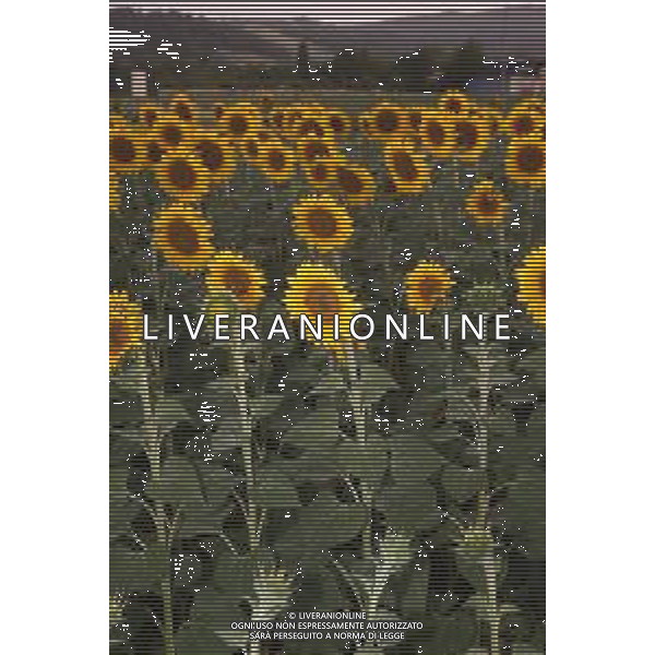 CAMPI DI PIANTE E FIORI DI GIRASOLE 2022 ©SANTANDREA/AGENZIA ALDO LIVERANI SAS
