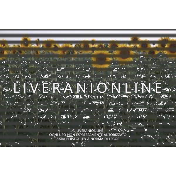 CAMPI DI PIANTE E FIORI DI GIRASOLE 2022 ©SANTANDREA/AGENZIA ALDO LIVERANI SAS
