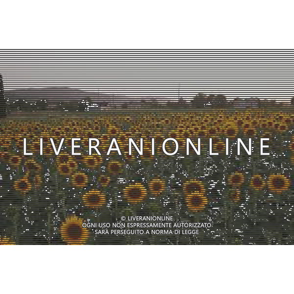 CAMPI DI PIANTE E FIORI DI GIRASOLE 2022 ©SANTANDREA/AGENZIA ALDO LIVERANI SAS