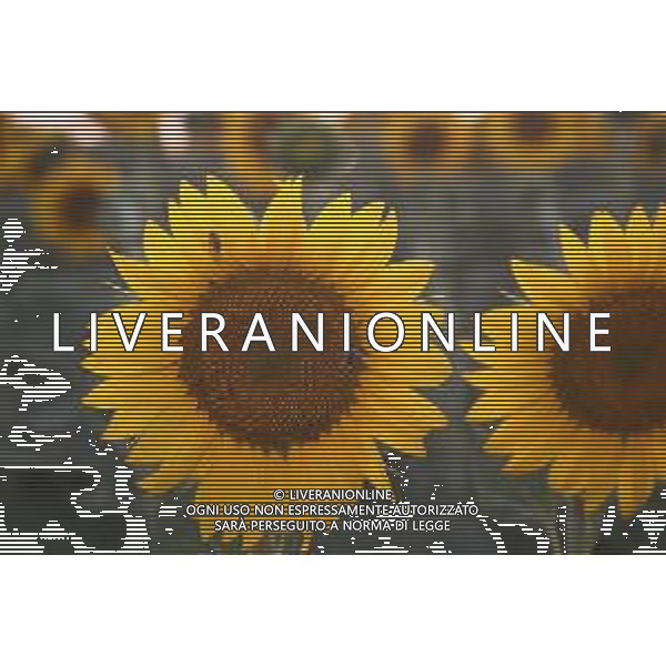 CAMPI DI PIANTE E FIORI DI GIRASOLE 2022 ©SANTANDREA/AGENZIA ALDO LIVERANI SAS