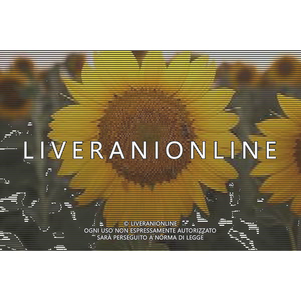 CAMPI DI PIANTE E FIORI DI GIRASOLE 2022 ©SANTANDREA/AGENZIA ALDO LIVERANI SAS