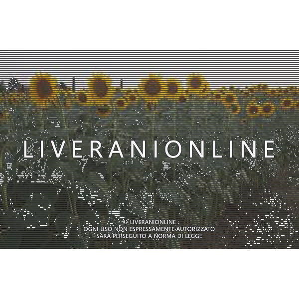 CAMPI DI PIANTE E FIORI DI GIRASOLE 2022 ©SANTANDREA/AGENZIA ALDO LIVERANI SAS