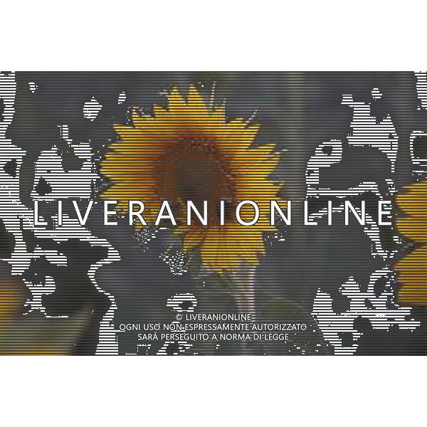 CAMPI DI PIANTE E FIORI DI GIRASOLE 2022 ©SANTANDREA/AGENZIA ALDO LIVERANI SAS