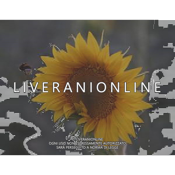 CAMPI DI PIANTE E FIORI DI GIRASOLE 2022 ©SANTANDREA/AGENZIA ALDO LIVERANI SAS