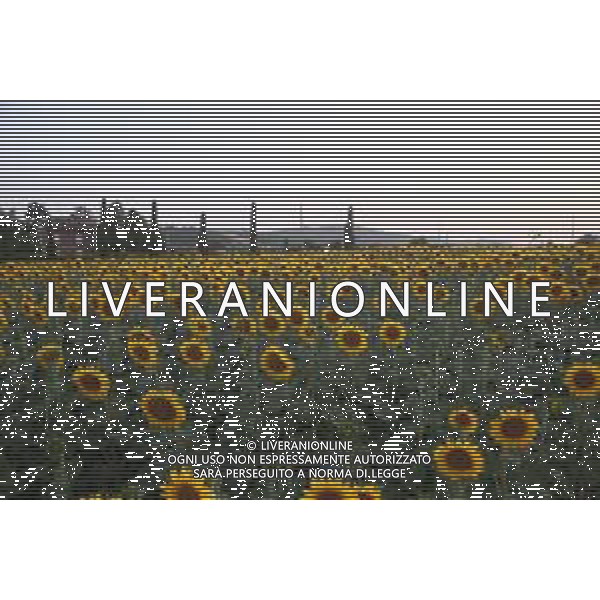 CAMPI DI PIANTE E FIORI DI GIRASOLE 2022 ©SANTANDREA/AGENZIA ALDO LIVERANI SAS