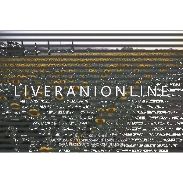CAMPI DI PIANTE E FIORI DI GIRASOLE 2022 ©SANTANDREA/AGENZIA ALDO LIVERANI SAS