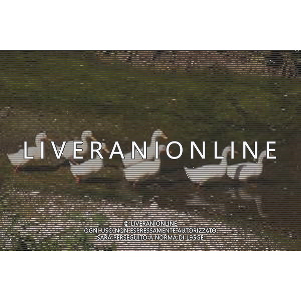 CAUSA SICCITA\' QUASI PROSCIUGATO IL TORRENTE CROSTOLO, AFFLUENTE DI DESTRA DEL FIUME PO, CHE ATTRAVERSA REGGIO EMILIA 10.07.2022 NELLA FOTO OCHE E PAPERE ©SANTANDREA/AGENZIA ALDO LIVERANI SAS