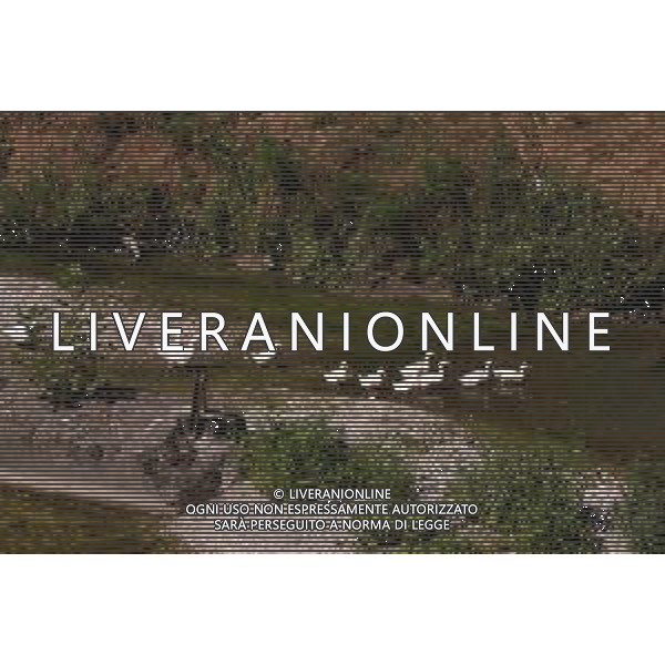 CAUSA SICCITA\' QUASI PROSCIUGATO IL TORRENTE CROSTOLO, AFFLUENTE DI DESTRA DEL FIUME PO, CHE ATTRAVERSA REGGIO EMILIA 10.07.2022 NELLA FOTO OCHE E PAPERE ©SANTANDREA/AGENZIA ALDO LIVERANI SAS