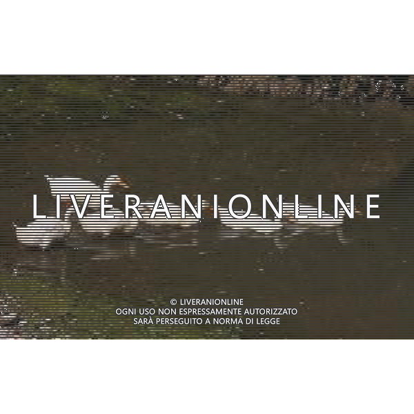 CAUSA SICCITA\' QUASI PROSCIUGATO IL TORRENTE CROSTOLO, AFFLUENTE DI DESTRA DEL FIUME PO, CHE ATTRAVERSA REGGIO EMILIA 10.07.2022 NELLA FOTO OCHE E PAPERE ©SANTANDREA/AGENZIA ALDO LIVERANI SAS