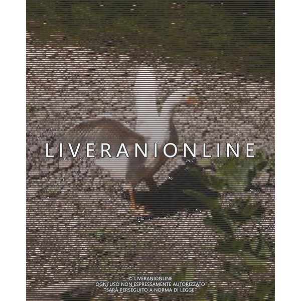 CAUSA SICCITA\' QUASI PROSCIUGATO IL TORRENTE CROSTOLO, AFFLUENTE DI DESTRA DEL FIUME PO, CHE ATTRAVERSA REGGIO EMILIA 10.07.2022 NELLA FOTO OCHE E PAPERE ©SANTANDREA/AGENZIA ALDO LIVERANI SAS