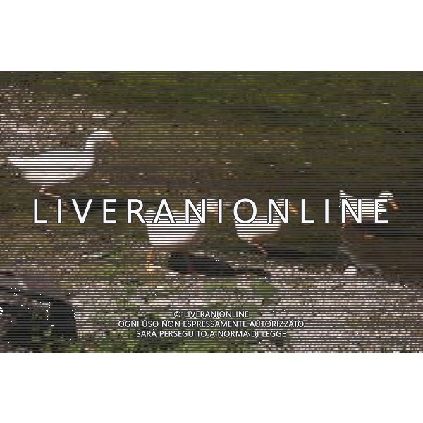 CAUSA SICCITA\' QUASI PROSCIUGATO IL TORRENTE CROSTOLO, AFFLUENTE DI DESTRA DEL FIUME PO, CHE ATTRAVERSA REGGIO EMILIA 10.07.2022 NELLA FOTO OCHE E PAPERE ©SANTANDREA/AGENZIA ALDO LIVERANI SAS