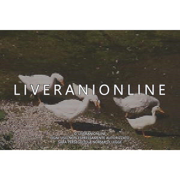 CAUSA SICCITA\' QUASI PROSCIUGATO IL TORRENTE CROSTOLO, AFFLUENTE DI DESTRA DEL FIUME PO, CHE ATTRAVERSA REGGIO EMILIA 10.07.2022 NELLA FOTO OCHE E PAPERE ©SANTANDREA/AGENZIA ALDO LIVERANI SAS