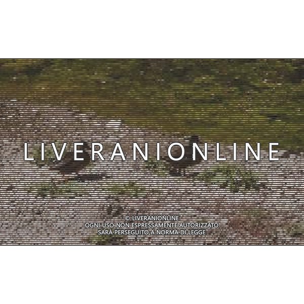 CAUSA SICCITA\' QUASI PROSCIUGATO IL TORRENTE CROSTOLO, AFFLUENTE DI DESTRA DEL FIUME PO, CHE ATTRAVERSA REGGIO EMILIA 10.07.2022 NELLA FOTO OCHE E PAPERE ©SANTANDREA/AGENZIA ALDO LIVERANI SAS