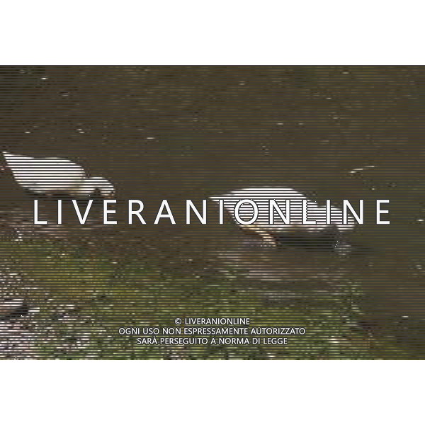 CAUSA SICCITA\' QUASI PROSCIUGATO IL TORRENTE CROSTOLO, AFFLUENTE DI DESTRA DEL FIUME PO, CHE ATTRAVERSA REGGIO EMILIA 10.07.2022 NELLA FOTO OCHE E PAPERE ©SANTANDREA/AGENZIA ALDO LIVERANI SAS
