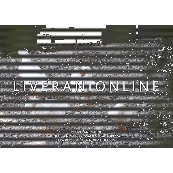 CAUSA SICCITA\' QUASI PROSCIUGATO IL TORRENTE CROSTOLO, AFFLUENTE DI DESTRA DEL FIUME PO, CHE ATTRAVERSA REGGIO EMILIA 10.07.2022 NELLA FOTO OCHE E PAPERE ©SANTANDREA/AGENZIA ALDO LIVERANI SAS