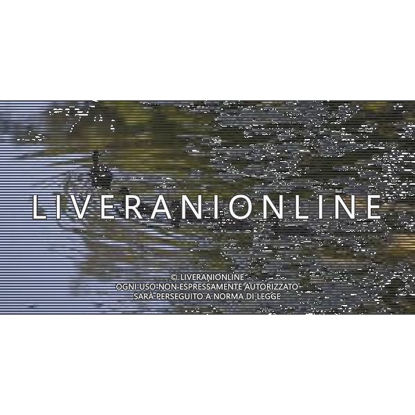 CAUSA SICCITA\' QUASI PROSCIUGATO IL TORRENTE CROSTOLO, AFFLUENTE DI DESTRA DEL FIUME PO, CHE ATTRAVERSA REGGIO EMILIA 10.07.2022 NELLA FOTO OCHE E PAPERE ©SANTANDREA/AGENZIA ALDO LIVERANI SAS