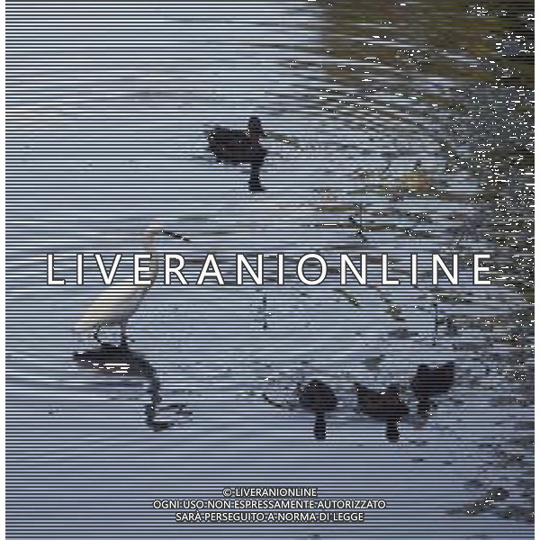 CAUSA SICCITA\' QUASI PROSCIUGATO IL TORRENTE CROSTOLO, AFFLUENTE DI DESTRA DEL FIUME PO, CHE ATTRAVERSA REGGIO EMILIA 10.07.2022 ©SANTANDREA/AGENZIA ALDO LIVERANI SAS