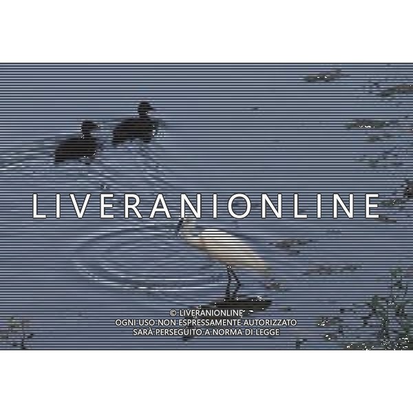 CAUSA SICCITA\' QUASI PROSCIUGATO IL TORRENTE CROSTOLO, AFFLUENTE DI DESTRA DEL FIUME PO, CHE ATTRAVERSA REGGIO EMILIA 10.07.2022 ©SANTANDREA/AGENZIA ALDO LIVERANI SAS