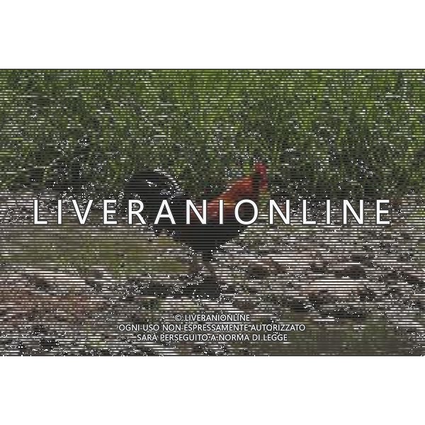 CAUSA SICCITA\' QUASI PROSCIUGATO IL TORRENTE CROSTOLO, AFFLUENTE DI DESTRA DEL FIUME PO, CHE ATTRAVERSA REGGIO EMILIA 10.07.2022 NELLA FOTO UN GALLO ©SANTANDREA/AGENZIA ALDO LIVERANI SAS