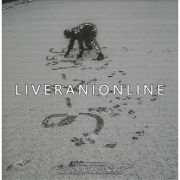 09-02-1956 ROMA SOTTO LA NEVE NELLA FOTO ROMA SOTTO LA NEVE AG ALDO LIVERANI SAS