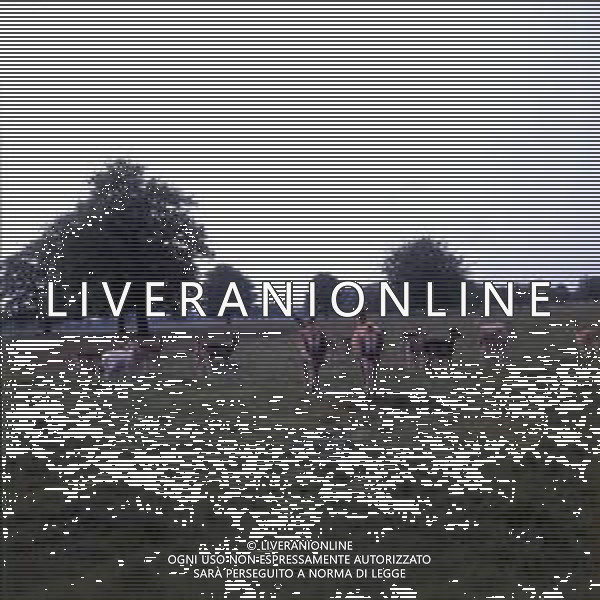 1970 LONDRA SUSSEX ANIMALI LIBERI FOTO CARLO LORENZINI-AG ALDO LIVERANI SAS   