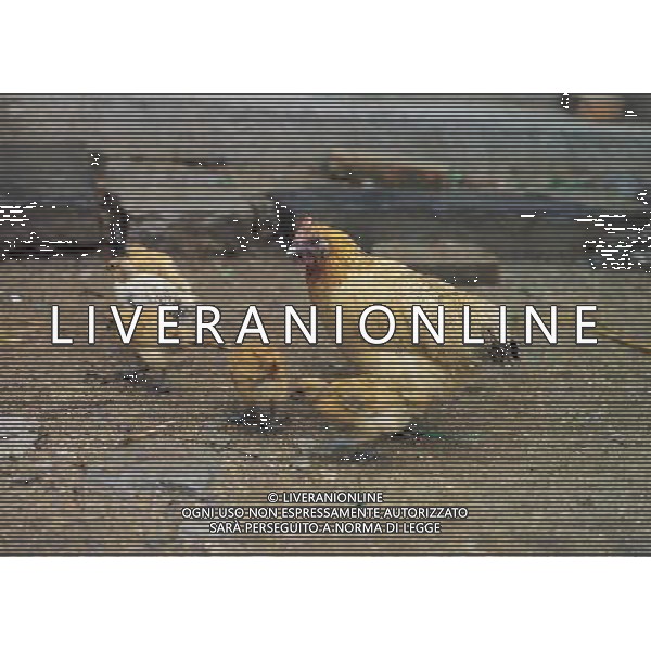 NELLA FOTO GALLINE CON PULCINI AGENZIA ALDO LIVERANI IFC