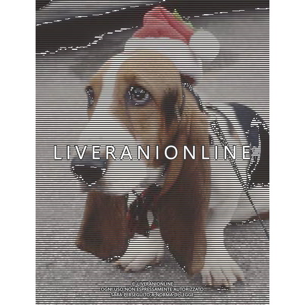 NELLA FOTO BASSETHOUND - CANE CON CAPPELLINO NATALIZIO AGENZIA ALDO LIVERANI IFC