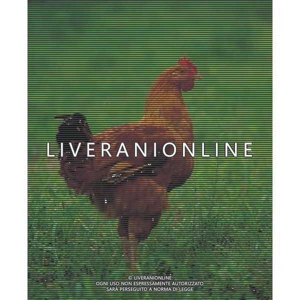 NELLA FOTO GALLINA AGENZIA ALDO LIVERANI IFC