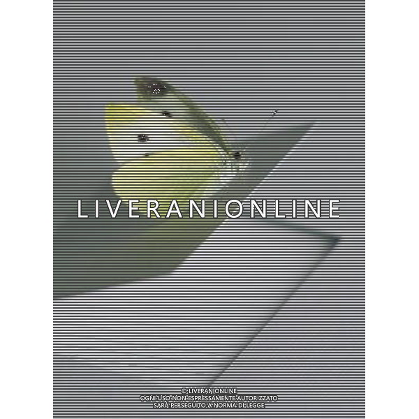 NELLA FOTO FARFALLA AGENZIA ALDO LIVERANI IFC