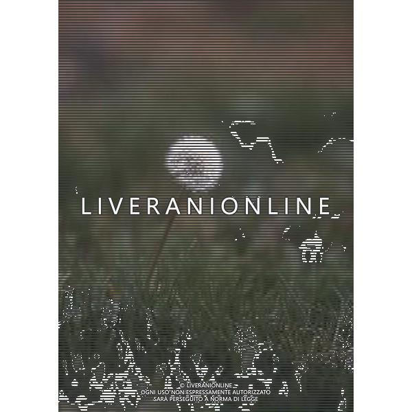 FIORE TARASACCO O SOFFIONE FOTO V-LIV-AG ALDOLIVERANI SAS