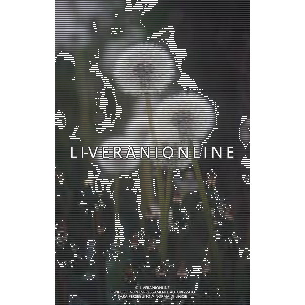 FIORE TARASACCO O SOFFIONE FOTO V-LIV-AG ALDOLIVERANI SAS