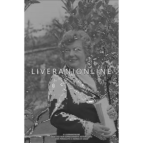 RETROSPETTIVA MARIANA FRIGENI CAREDDU SCRITTRICE NELLA FOTO NELLA SUA ABITAZIONE A BERGAMO NOVEMBRE 1976 ©Archivio Giovanni Liverani/AGENZIA ALDO LIVERANI SAS