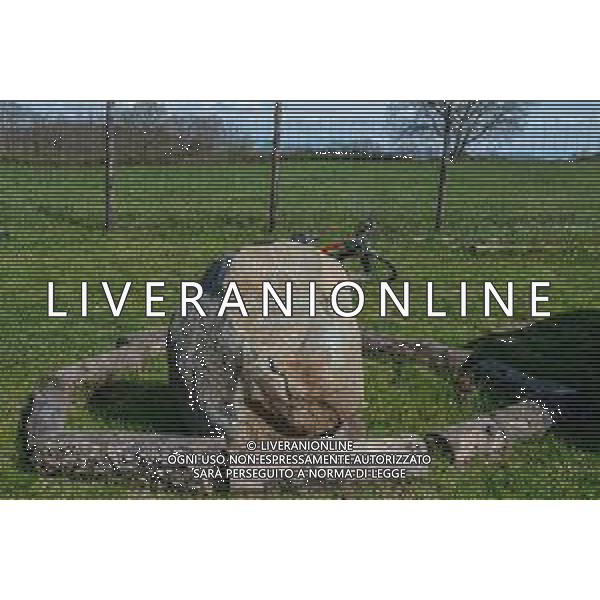 SANTUARIO TREVIGNANO ROMANO ATTESA DELLA PRESUNTA VEGGENTE GISELLA CARDIA PER L\'APPARIZIONE E MESSAGGIO DELLA MADONNA CHE PIANGE, 03.04.2023 NELLAA FOTO I PELLEGRINI ©GIANDOMENICO SALE / AGENZIA ALDO LIVERANI SAS
