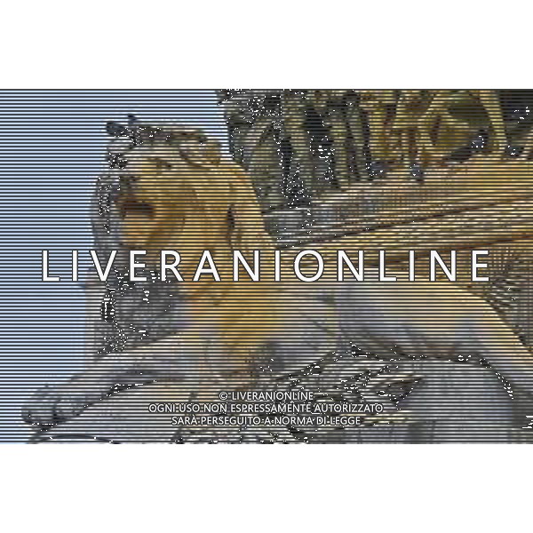 TVRG Monumento imbrattato piazza Duomo Milano 13-04-2023 Il monumento in piazza Duomo e dedicato a Vittorio Emanuele II imbratttao con la vernice foto Roberto Garavaglia/ag. Aldo Liverani sas/ AGENZIA ALDO LIVERANI SAS