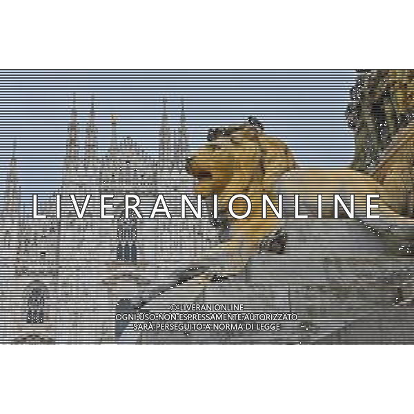 TVRG Monumento imbrattato piazza Duomo Milano 13-04-2023 Il monumento in piazza Duomo e dedicato a Vittorio Emanuele II imbratttao con la vernice foto Roberto Garavaglia/ag. Aldo Liverani sas/ AGENZIA ALDO LIVERANI SAS
