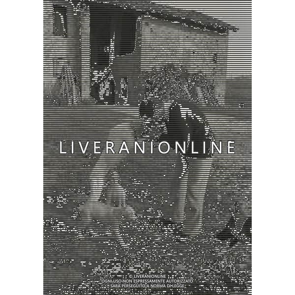 NEG-1972 SALSOMAGGIORE L\'EX PUGILE GIANCARLO GARBELLI NELLA SUA TENUTA DI CAMPAGNA TRA AGRICOLTURA E DOVE DIPINGE QUADRI AG ALDO LIVERANI SAS