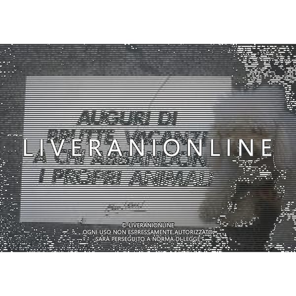 DIAP-1990 MILANO NON ABBANDONARE I CANI SCRITTE APPARSE SUI MURI DELLA CITTA\' DI MILANO PRIMA DELLE FERIE ESTIVE DEGLI ITALIANI AG ALDO LIVERANI SAS