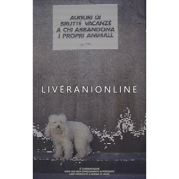 DIAP-1990 MILANO NON ABBANDONARE I CANI SCRITTE APPARSE SUI MURI DELLA CITTA\' DI MILANO PRIMA DELLE FERIE ESTIVE DEGLI ITALIANI AG ALDO LIVERANI SAS