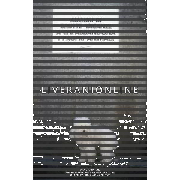 DIAP-1990 MILANO NON ABBANDONARE I CANI SCRITTE APPARSE SUI MURI DELLA CITTA\' DI MILANO PRIMA DELLE FERIE ESTIVE DEGLI ITALIANI AG ALDO LIVERANI SAS
