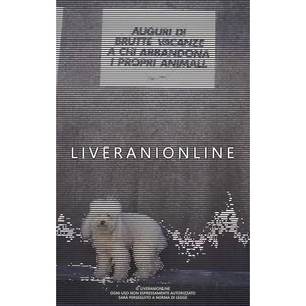 DIAP-1990 MILANO NON ABBANDONARE I CANI SCRITTE APPARSE SUI MURI DELLA CITTA\' DI MILANO PRIMA DELLE FERIE ESTIVE DEGLI ITALIANI AG ALDO LIVERANI SAS