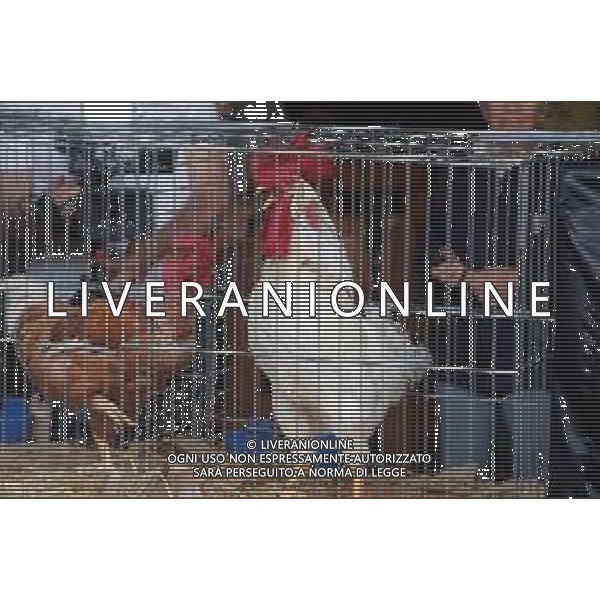 IMOLA 18 06 2023 FIERA AGRICOLA GARA DI CANTO DEL GALLO VINCITORE GALLO VALDARNO BIANCO NELLA FOTO GALLO VALDARNO BIANCO ©SANNA / AGENZIA ALDO LIVERANI SAS