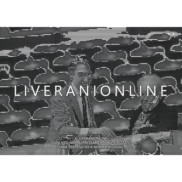 NEG-RETROSPETTIVA MASSIMO MORATTI PRESIDENTE INTER  NELLA FOTO MASSIMO MORATTI PRESIDENTE INTER NELL\'ANNO 1995 A REGGIO EMILIA IN TRIBUNA AG ALDO LIVERANI SAS