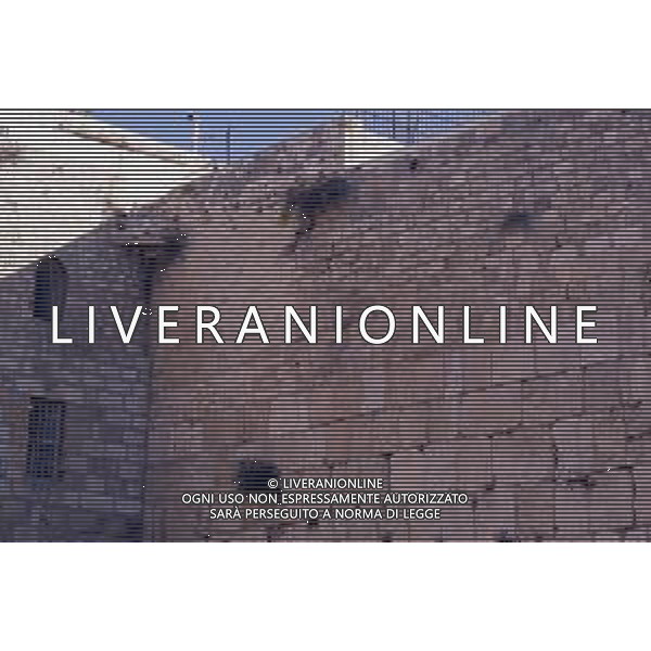 DIAP-ISRAELE GERUSALEMME NELLA FOTO IL MURO DEL PIANTO AG ALDO LIVERANI SAS