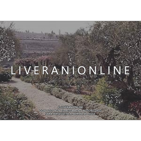 DIAP-ISRAELE GERUSALEMME NELLA FOTO ORTO GETSEMANI AG ALDO LIVERANI SAS