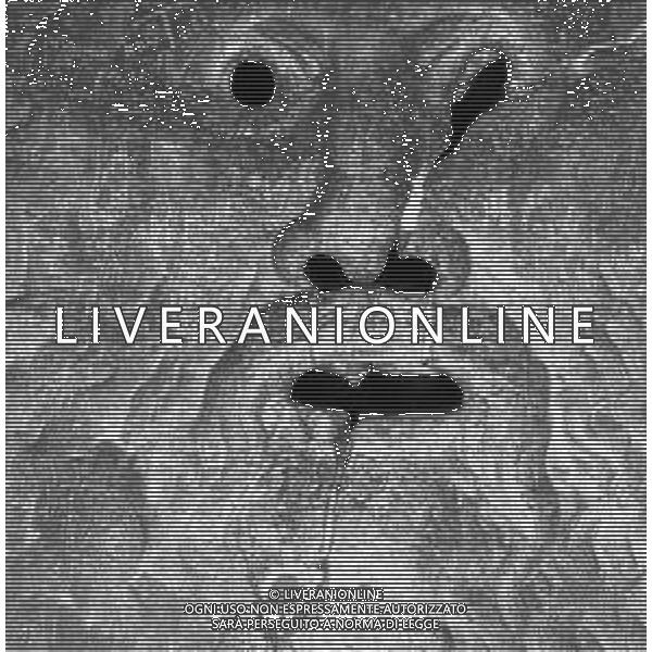 Neg- La Bocca della Verita\', antico mascherone in marmo, si trova nel portico della chiesa di Santa Maria in Cosmedin dal 1632. Roma anni 50-60 AG ALDO LIVERANI SAS