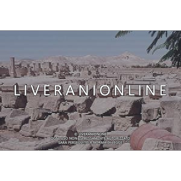DIAP-ISRAELE GERICO NELLA FOTO GERICO CITTA\' ANTCA AG ALDO LIVERANI SAS